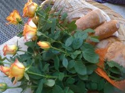 Crema russa da posti di pigmentary
